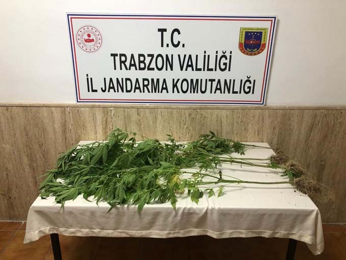 Trabzon’da 4 ilçede operasyon! 96 kök kenevir 5 kilo esrar ele geçirildi