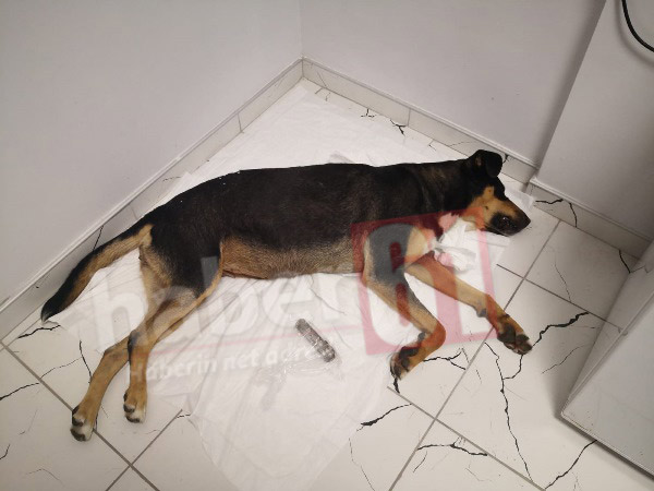 Trabzon’da sokak köpeğine inanılmaz işkence