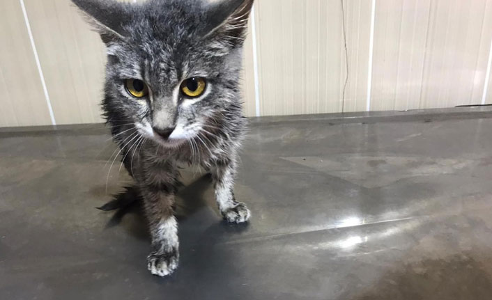 Hasta kedi tedavi edildi