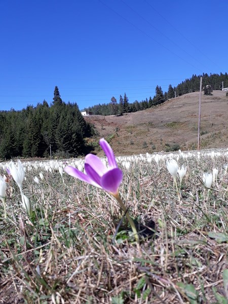 Trabzon bu çiçekler yaylalardan 'vargit' diyor