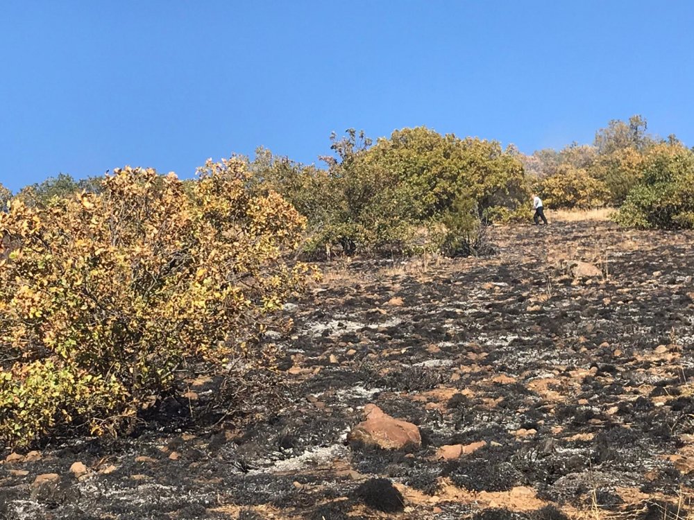 Gümüşhane'de yangın! 8 hektar alan zarar gördü