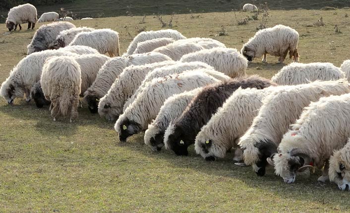 Yaylaya çıkan besiciler için dönüş zamanı