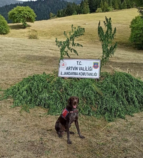 Artvin'de sakıt iş başında! Uyuşturucu tacirlerine göz açtırmıyor