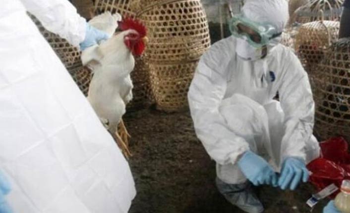 Fransa’da 'kuş gribi' paniği ortaya çıktı
