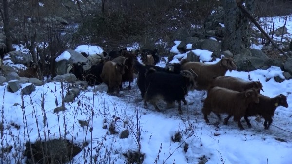 Artvin'de karla kaplı meralara 300 hayvanıyla çıkıyor, 3 çocuğunu okutuyor