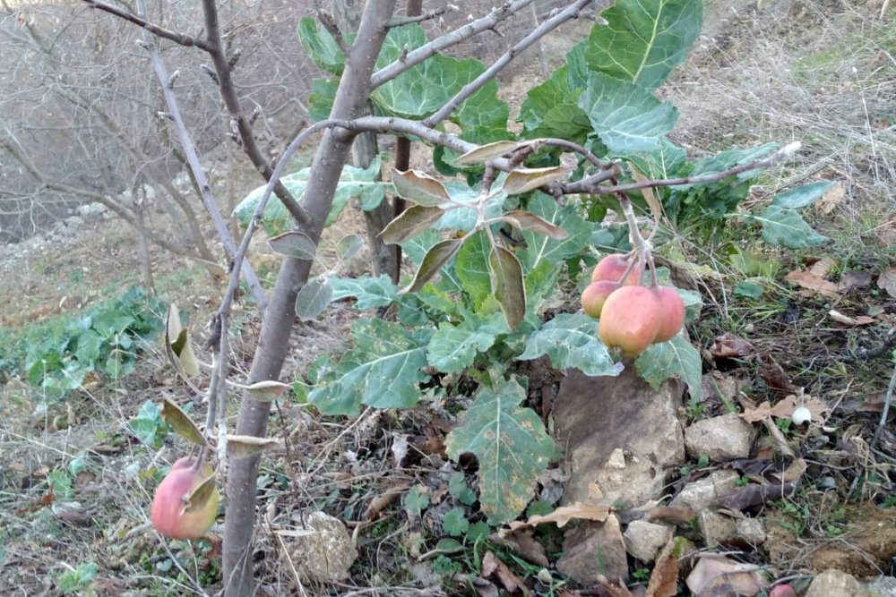 Gümüşhane'de kış ortasında meyve veren elma şaşırttı