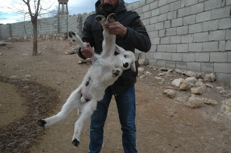 Diyarbakır'da 6 ayaklı doğan kuzu görenleri şaşırttı