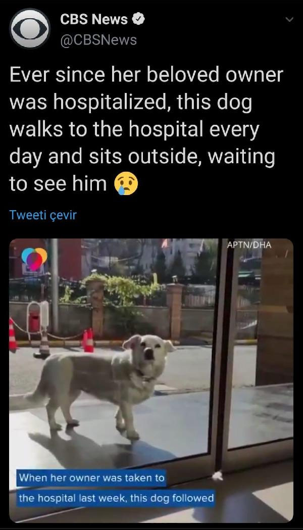 Trabzon'da hastane kapısında sahibini bekleyen köpek dünya basınında