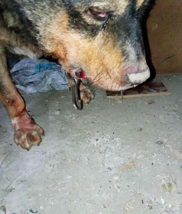 Trabzon'da bahçesine giren komşusunun köpeğini sopayla öldürdü!