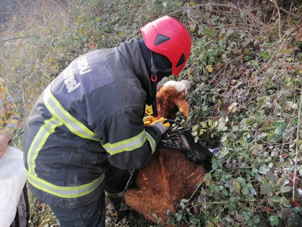 Ordu’da çamura saplanan buzağı operasyonu