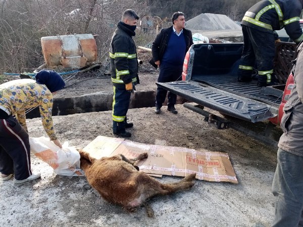 Ordu’da çamura saplanan buzağı operasyonu