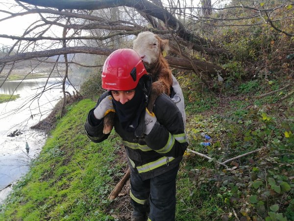 Ordu’da çamura saplanan buzağı operasyonu