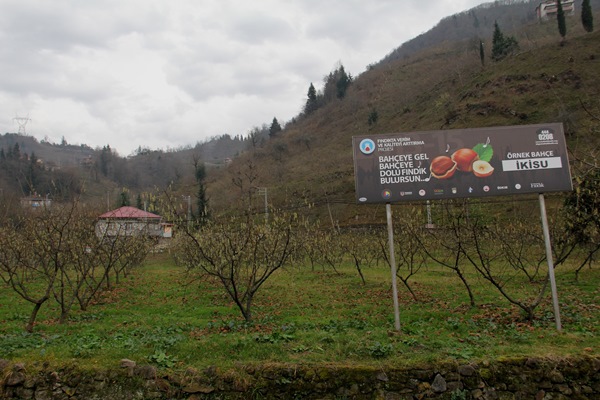 Trabzon'da fındık üretiminde verimin artırılması çağrısı