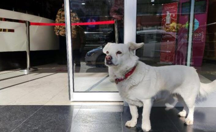 Trabzon'da hastane kapısında sahibini bekleyen köpek şimdi de Japonya gündeminde!