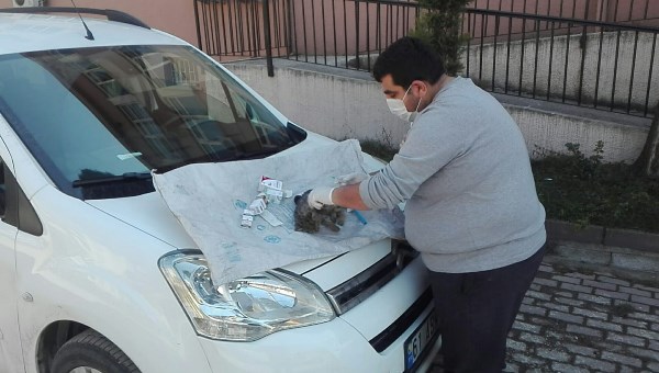 Ordu’da yüksekten düşen kedi, ilk yardıma rağmen telef oldu