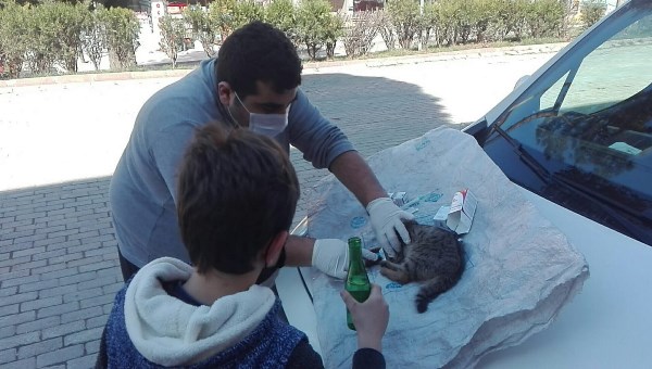 Ordu’da yüksekten düşen kedi, ilk yardıma rağmen telef oldu