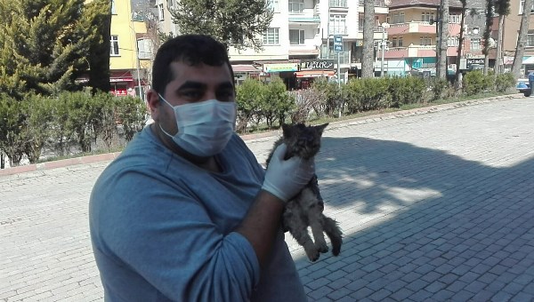 Ordu’da yüksekten düşen kedi, ilk yardıma rağmen telef oldu