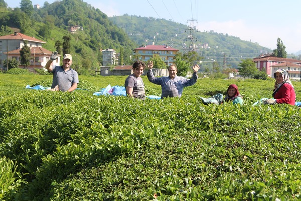 Doğu Karadeniz’e 'çay göçü' öncesi kritik 'vaka' uyarısı