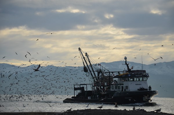 Karadeniz'de her yıl 1 milyon ton hamsi katlediliyor