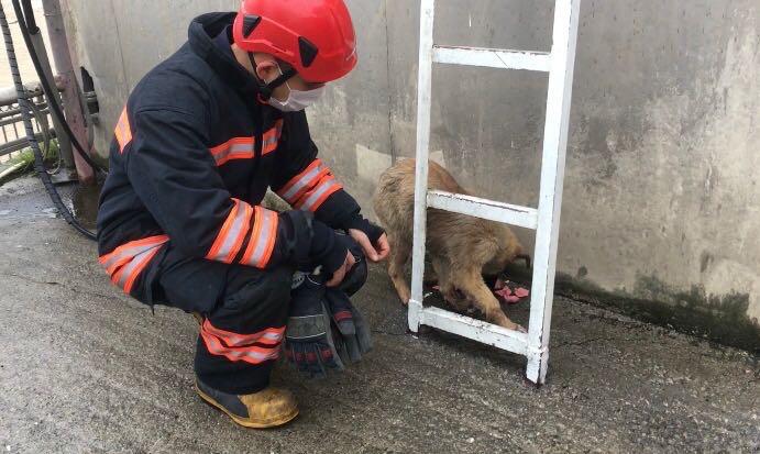 Trabzon'da derede mahsur kalan köpek kurtarıldı