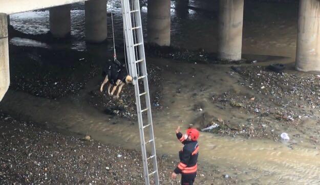 Trabzon'da derede mahsur kalan köpek kurtarıldı