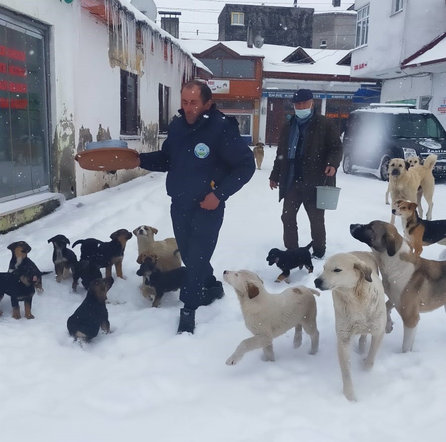 Ordu karla kaplı yaylada sokak hayvanları besleniyor