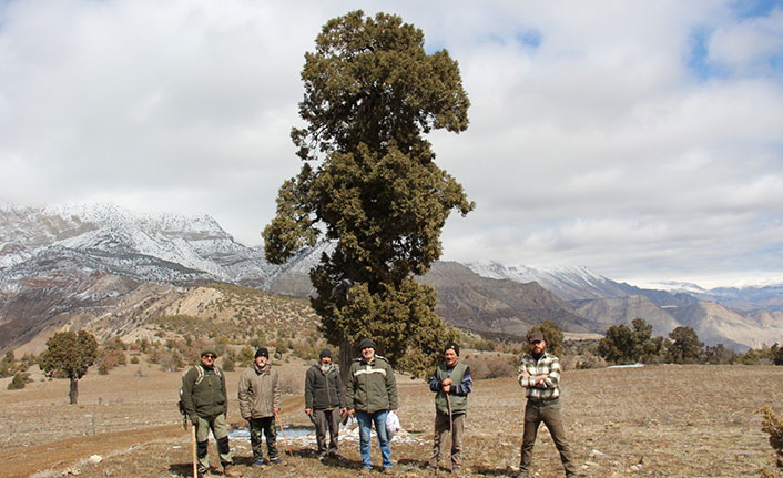 500 yıllık anıt ağaca koruma talebi