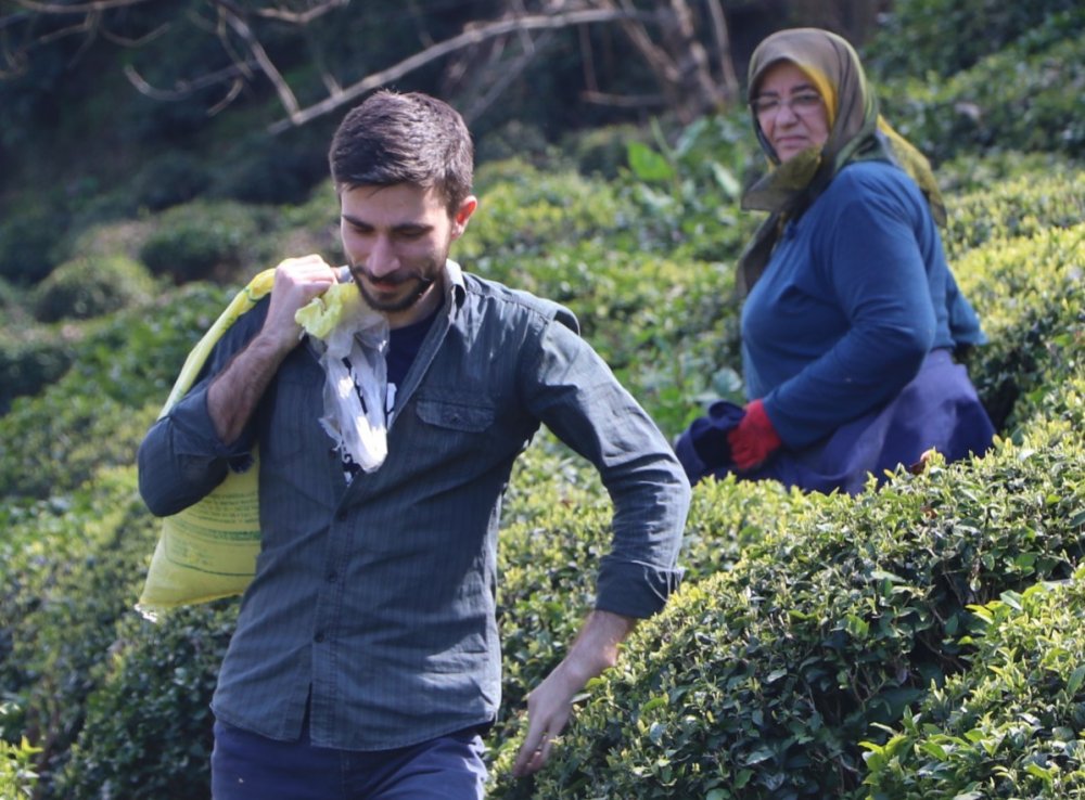 Rize'de çay bahçelerinde hasat hazırlığı