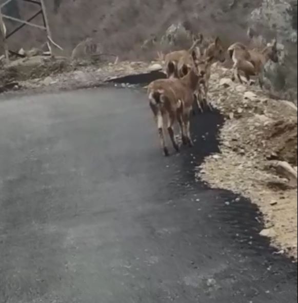 Aç kalan yaban keçileri köye indi