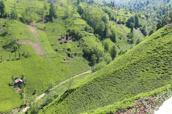 Çay tarımında 83 yıl sonra değişim başlıyor