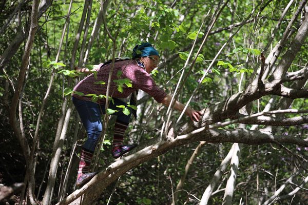İkizdere'de taş ocağı karşıtları ağaçlarda nöbet tutuyor