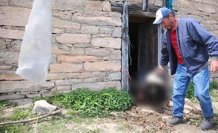 Trabzon'da ahıra giren boz ayı, 4 koyunu telef etti