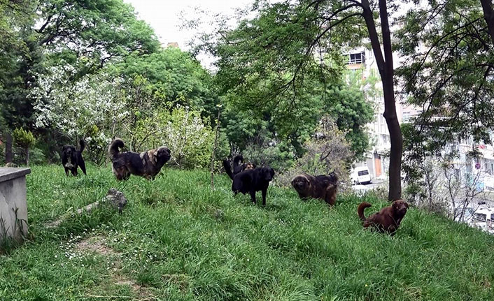  Samsun'da mezarlığa dadanan köpekler mahallenin kabusu oldu