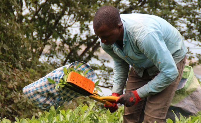 Afrikalı işçiler çay tarımı için Karadeniz'de