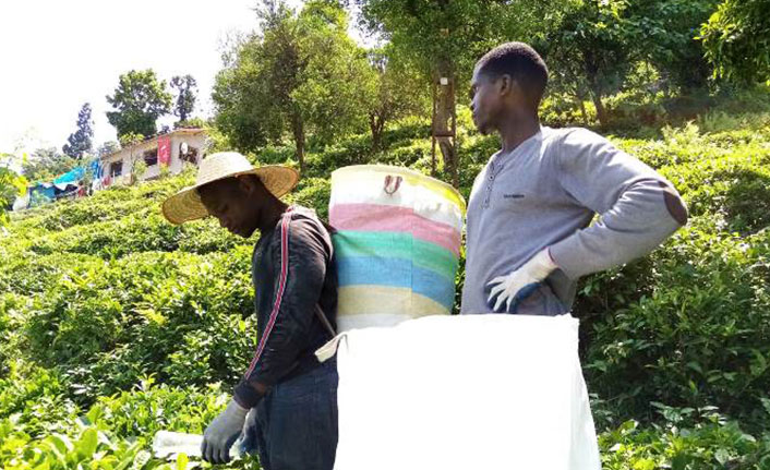 Afrikalı işçiler çay tarımı için Karadeniz'de