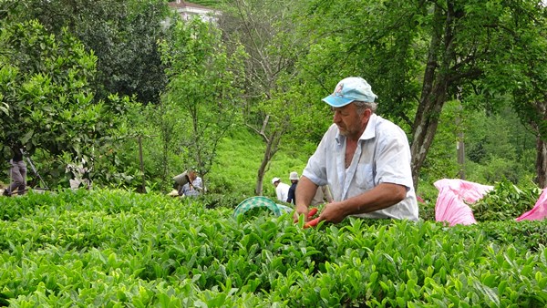 Rize'de yaş çay sezonu açıldı