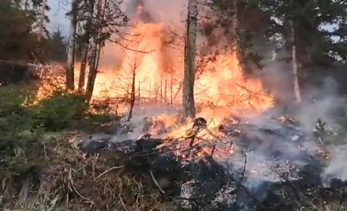 Artvin’deki orman yangını