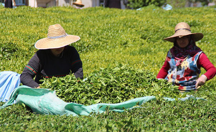 Yaş çay taban fiyatı açıklandı Üretici destek primleri arttırılsın dedi