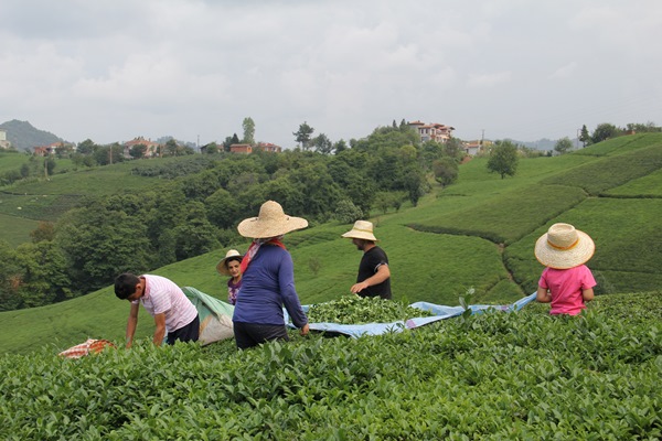 2021 Yaş Çay Kampanyası! Özel sektör kuru çaya da zam yapılmasını bekliyor