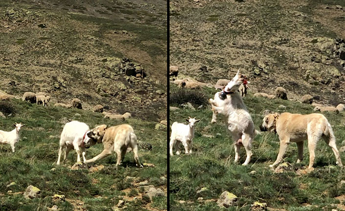 İnatçı keçi çoban köpeğine kafa tuttu