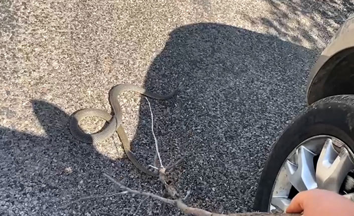 Yoldaki yılanı ezmemek için uzun süre dil döktü