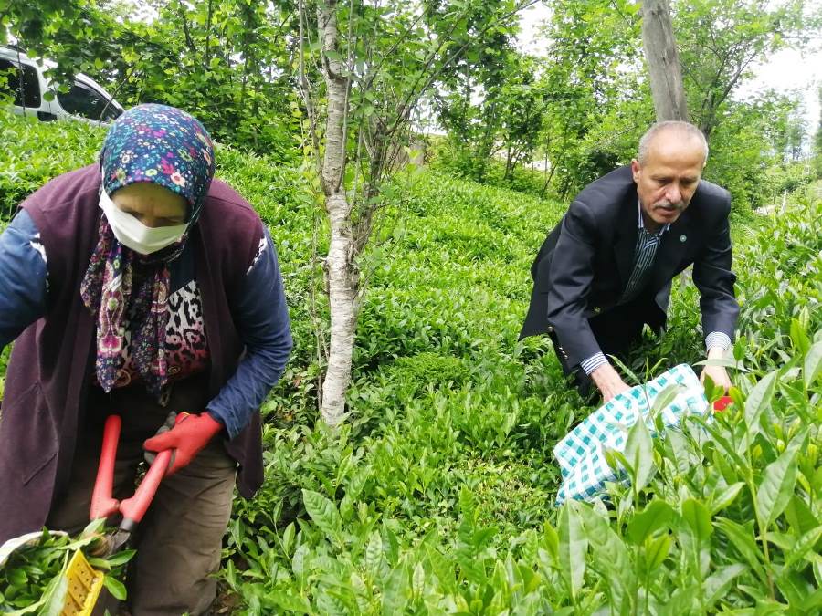 Azmi Kuvvetli: “Çay üreticisi mağdur, çay sezonu sancılı başladı”