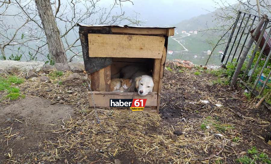 Trabzon’da ilginç görüntü! Kedi ile köpek aynı kulübede yaşıyor