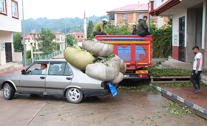 Doğu Karadeniz'de 'çay arabaları' ilginç görüntüler oluşturdu