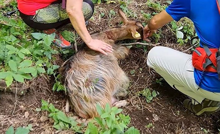Köpeklerin saldırdığı hamile keçiyi doğaseverler kurtardı