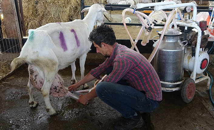 İnekten fazla süt veren keçi rekor kırdı