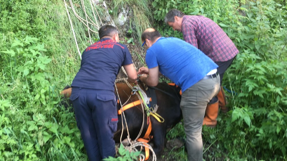 Trabzon'da mahsur kalan inekler için seferberlik