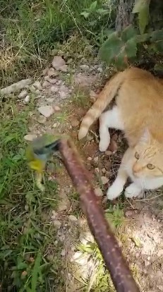 Trabzon'da kedinin oynadığı kertenkeleyi görünce şaşırdılar
