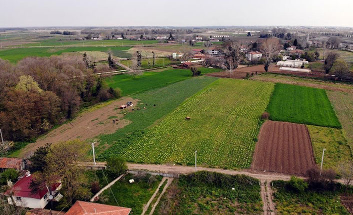 Türkiye’nin tarla bitkileri ihtiyacının çoğu Karadeniz'in o ilinden karşılanıyor