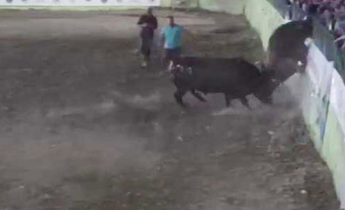 rakibinden kaçan boğa panik yarattı